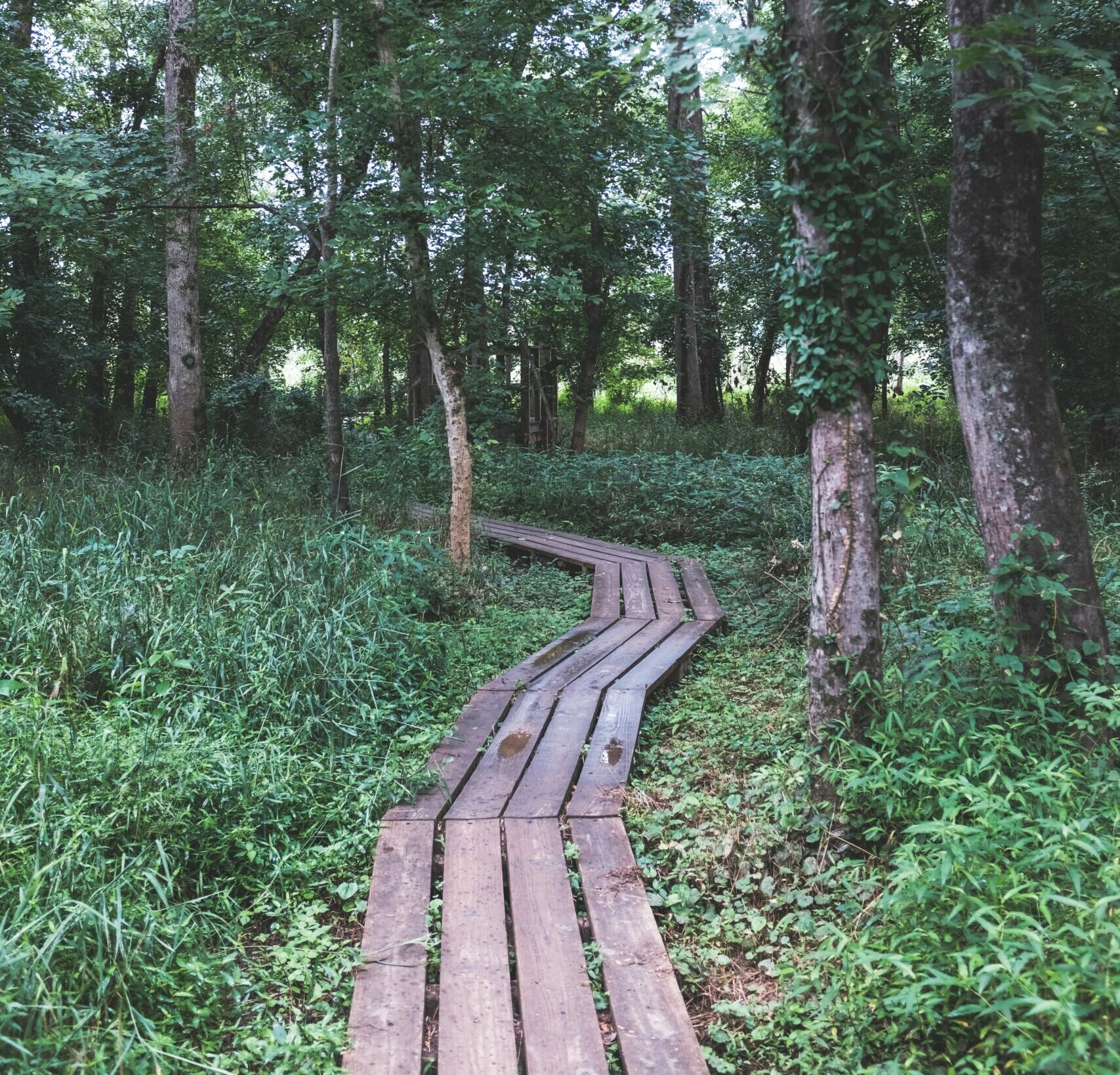 Wooden plank pathway through forest